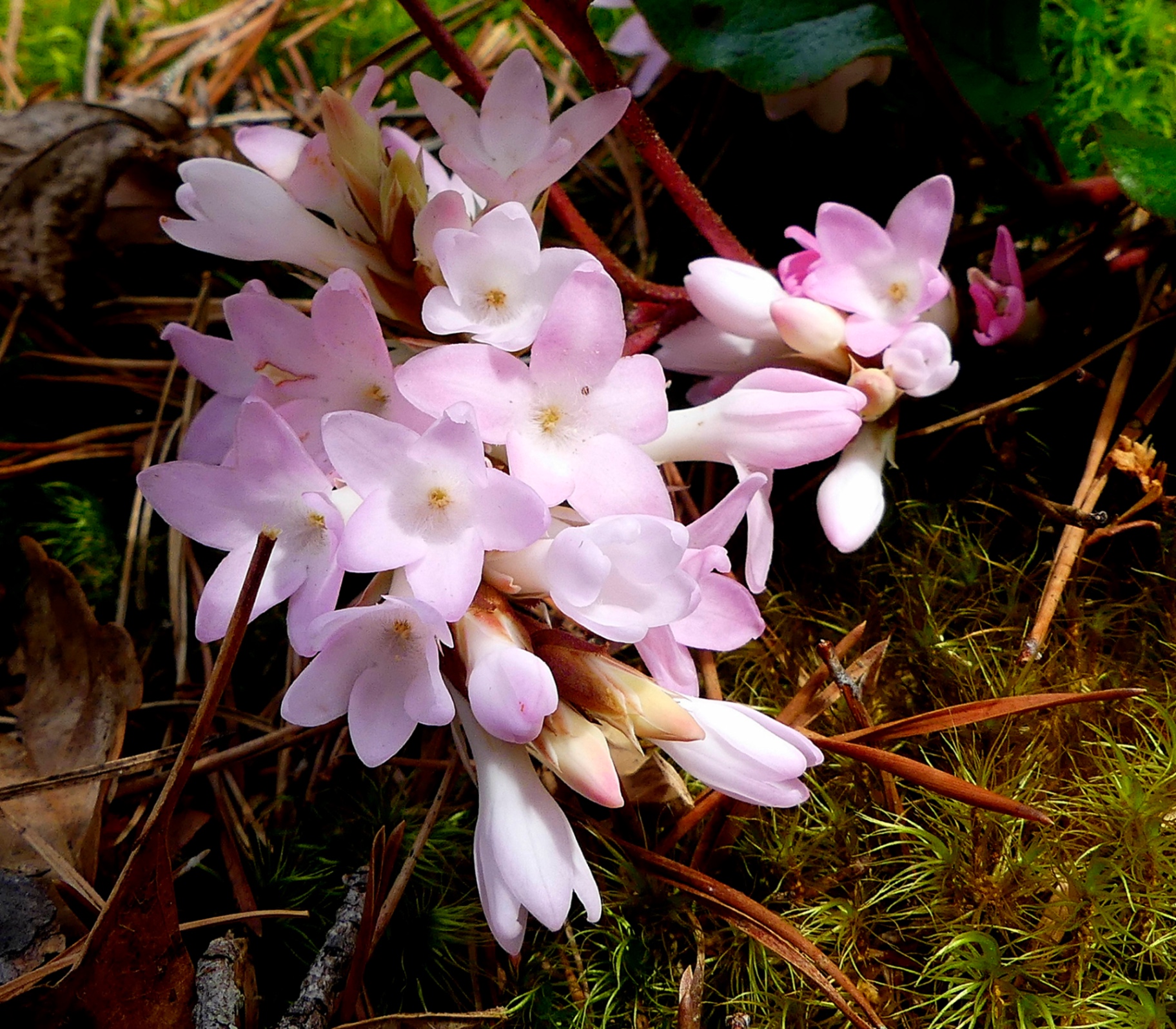 Cluster of pale pink trailing arbutus flowers blooming on the forest floor