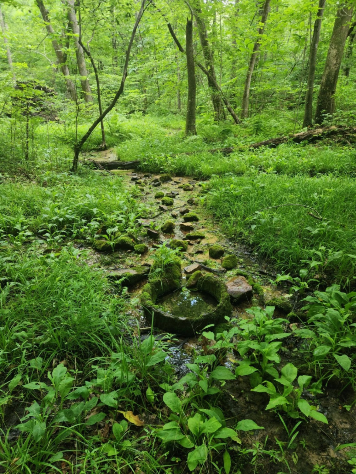 Forest trail creek at Rockwood