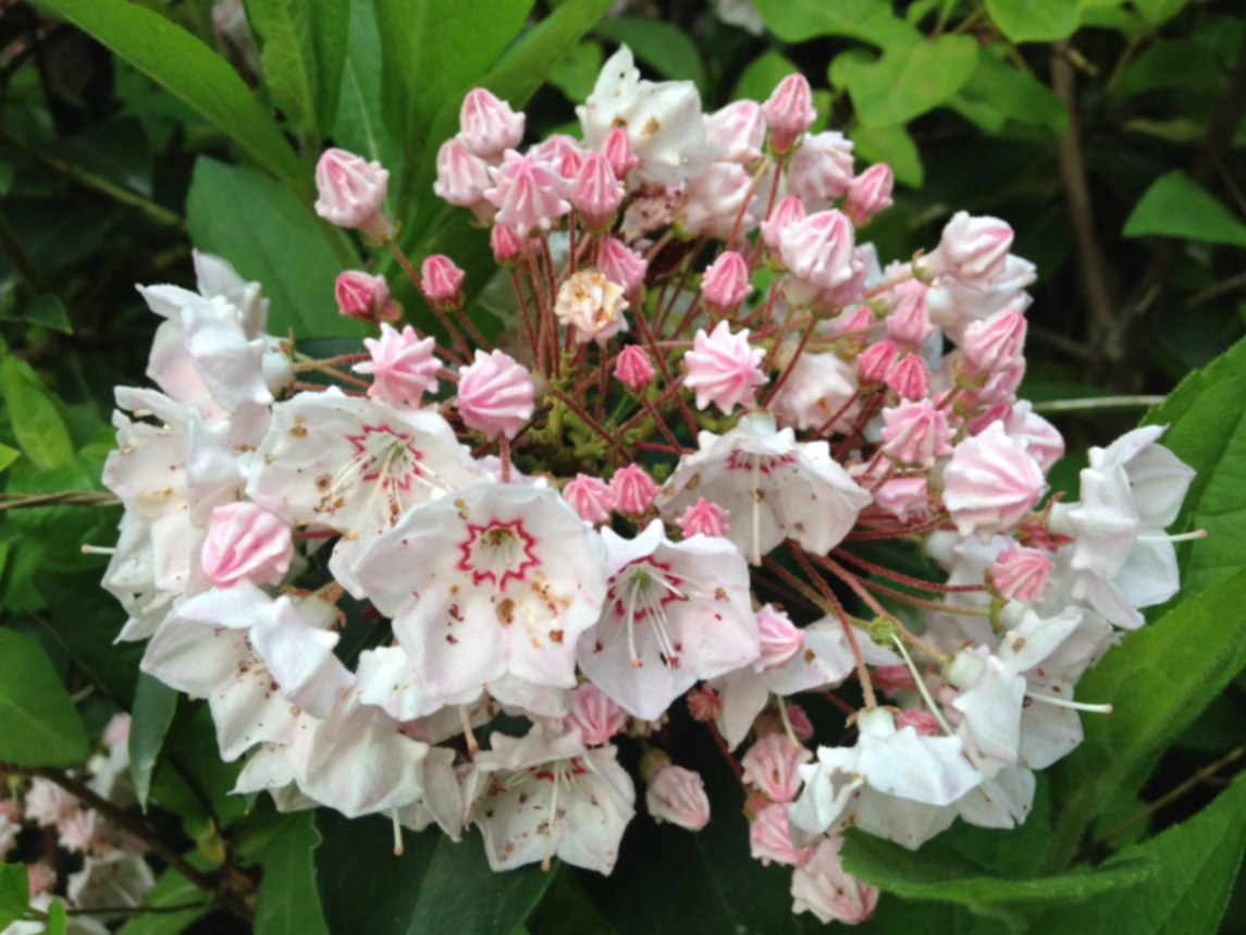 Mountain Laurel
