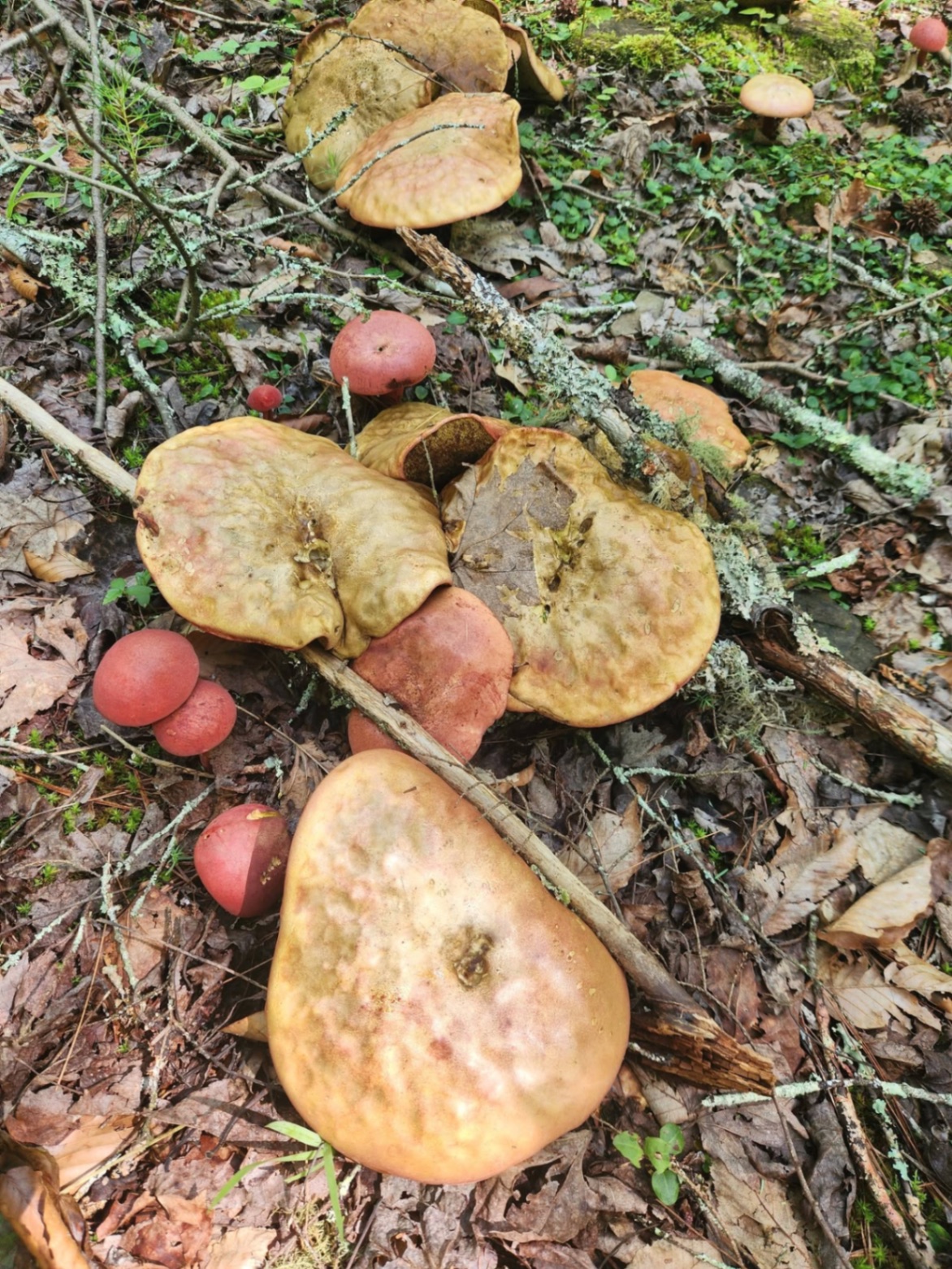 Rockwood Forest scene